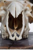 mouflon skull 0004